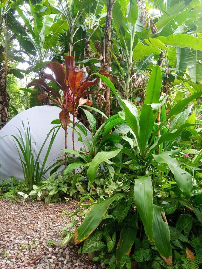 Camping Tropico De Capricornio - Ilhabela Eksteriør billede