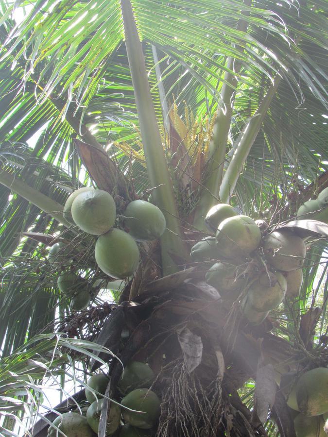 Camping Tropico De Capricornio - Ilhabela Eksteriør billede